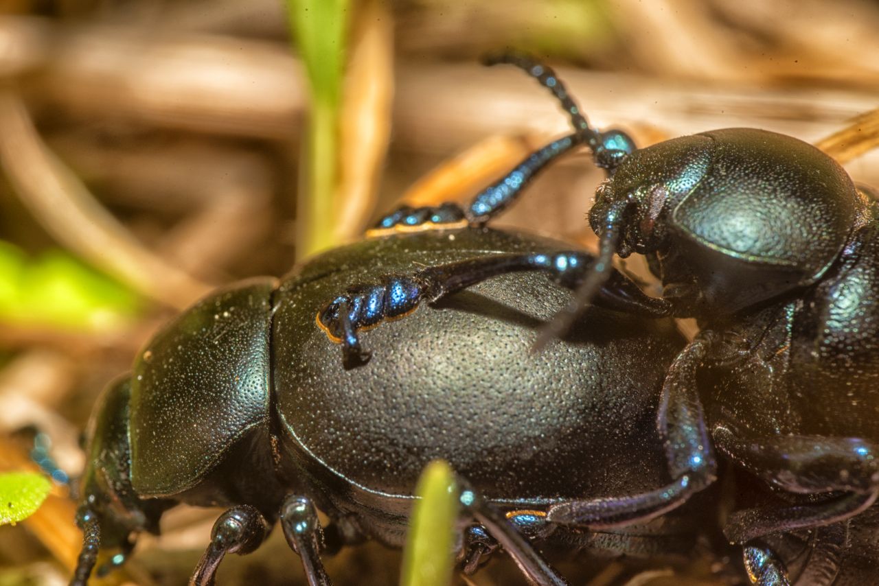 La Timarcha tenebricosa: il curioso “scarabeo blu” e i suoi rituali d’amore